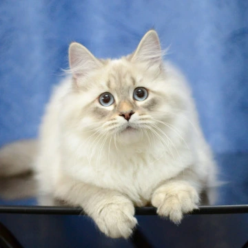 Urban Siberian Kittens | Kitten for sale. 