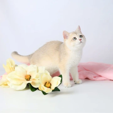 Luntik British Shorthair Kittens | Buy a kitten. 