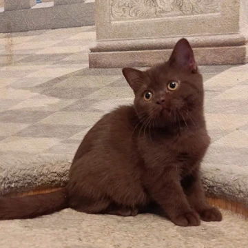 Cassandra British Shorthair Kittens | Large selection of kittens. 