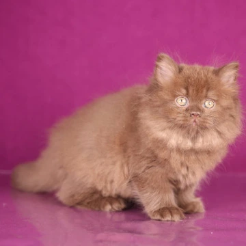 Foxy Longhair British Shorthair Kittens | Kitten for sale. 