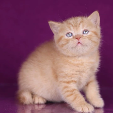Garfield British Shorthair Kittens | Kitten for sale. 