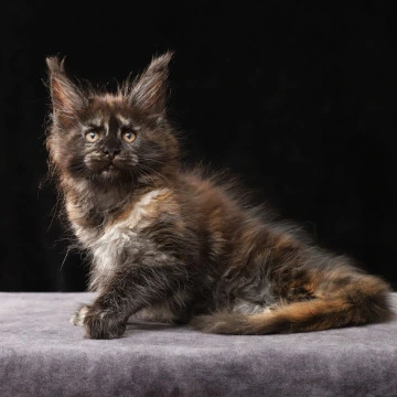 Lera - Maine Coon Kittens