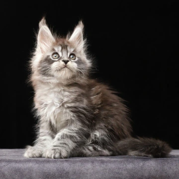Otto Polydactyl - Maine Coon Kittens