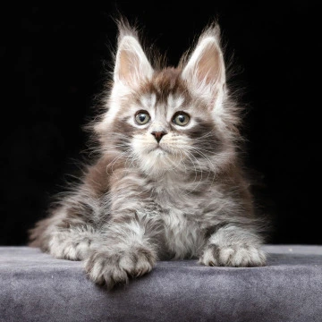 Oswald Polydactyl - Maine Coon Kittens