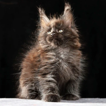 Orson - Maine Coon Kittens