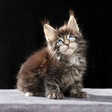 Patricia Maine Coon Kittens | Large selection of kittens. 