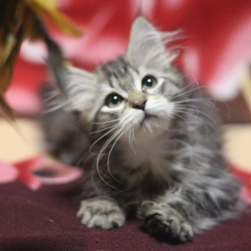 Aishwarya Siberian Kittens | Kitten for sale. 