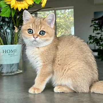 Monika - British Shorthair Kittens