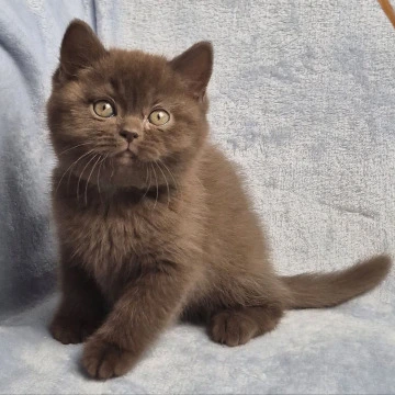 Karmina British Shorthair Kittens | Buy a kitten. 