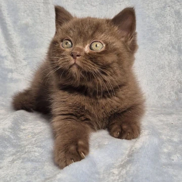 Karunt British Shorthair Kittens | Kittens for sale. 