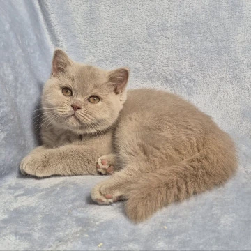 Jamaica - British Shorthair Kittens