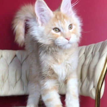 Prince - Maine Coon Kittens