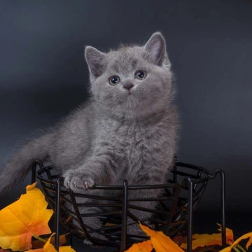 Indigo British Shorthair Kittens | Kitten for sale. 