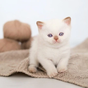 Benjamin British Shorthair Kittens | Buy a kitten. 