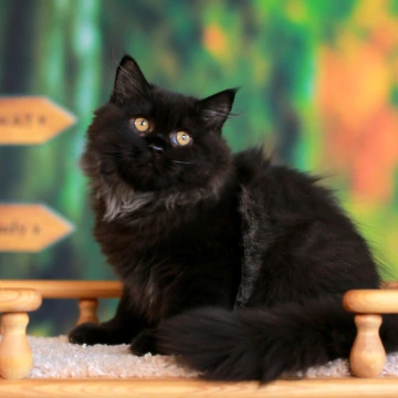 Theodore Longhair British Shorthair Kittens | Large selection of kittens. 