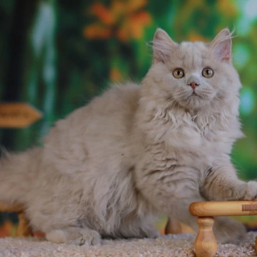 Timaty Longhair British Shorthair Kittens | Kittens for sale. 