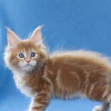 Lereitis - Maine Coon Kittens