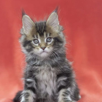 Linares - Maine Coon Kittens