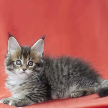 Lancela - Maine Coon Kittens