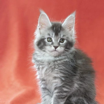 Karelija - Maine Coon Kittens