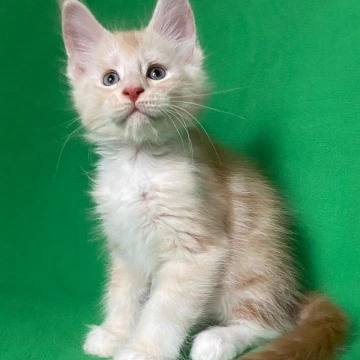 Alik - Maine Coon Kittens