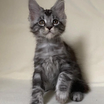 Alisa - Maine Coon Kittens