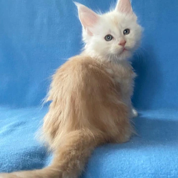 Billi - Maine Coon Kittens