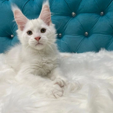 Egor Polydactyl - Maine Coon Kittens