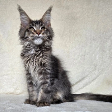 Kupidon - Maine Coon Kittens