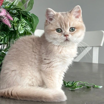 Maurice - British Shorthair Kittens