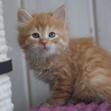 Bonifatsiy Siberian Kittens | Buy a kitten. 