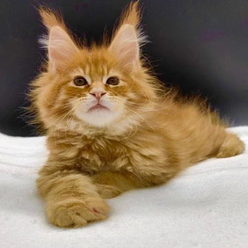 Yasha Maine Coon Kittens | Kitten for sale. 
