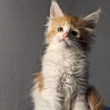 Galactica - Maine Coon Kittens