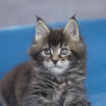 Namarunu - Maine Coon Kittens