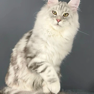 Ostap - Maine Coon Kittens