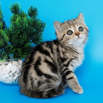 Ulmar - British Shorthair Kittens