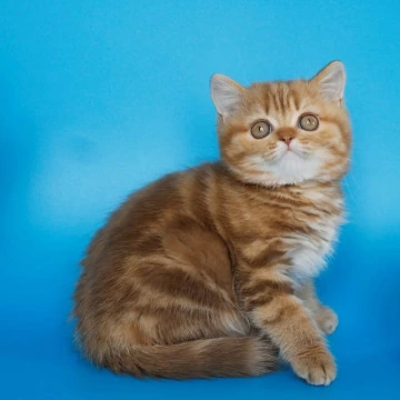 Samba Scottish straight - Scottish Straight/Fold  Kittens