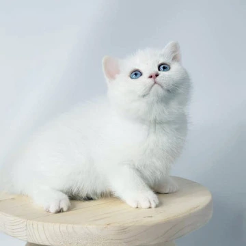 Farina - British Shorthair Kittens