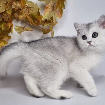 Finist - British Shorthair Kittens