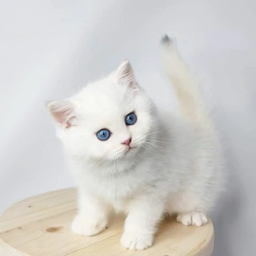Flint - British Shorthair Kittens