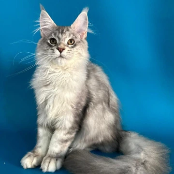 Harley - Maine Coon Kittens