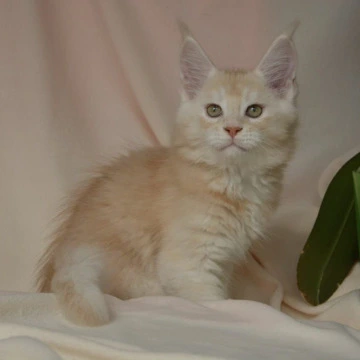 Aivars Kis  - Maine Coon Kittens