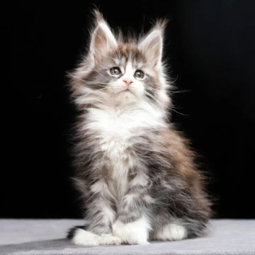 Rebecca Polydactyl - Maine Coon Kittens