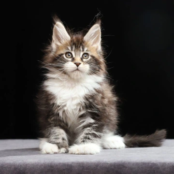 Rita. Polydactyl Maine Coon Kittens | Large selection of kittens. 