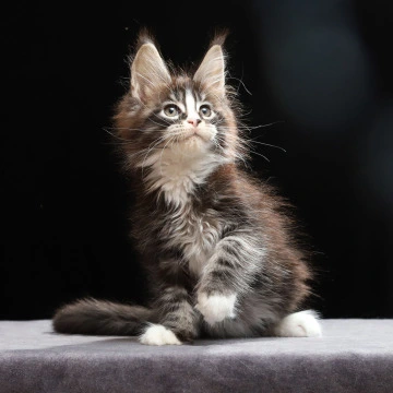 Reginald - Maine Coon Kittens