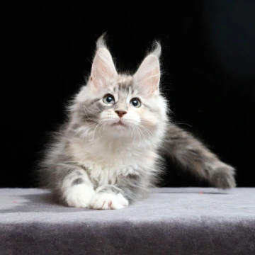 Naomi - Maine Coon Kittens