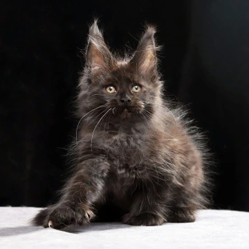 Oriana Polydactyl - Maine Coon Kittens