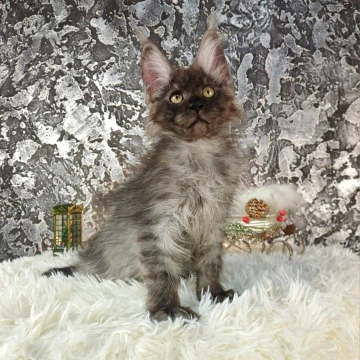 Akashi - Maine Coon Kittens