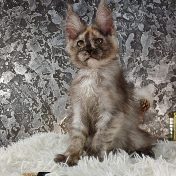 Aiga - Maine Coon Kittens