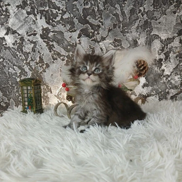 Litter B3  - Maine Coon Kittens